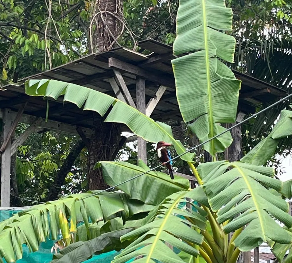 Villa Aman In Georgetown 0*, George Town Malesia